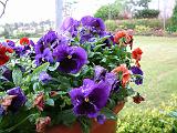 Pansies Pot 